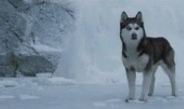 狼视频,揭秘狼族生存智慧与神秘生活